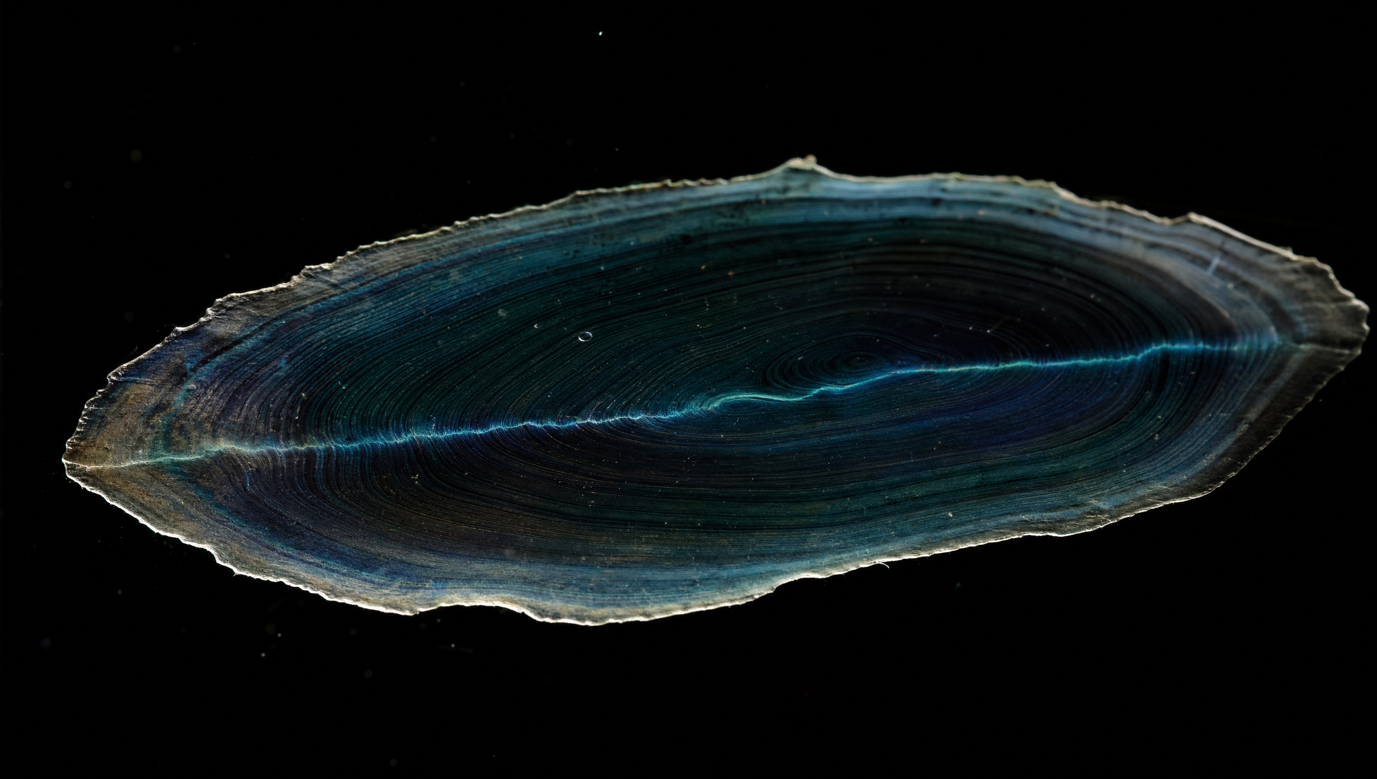 A flat layered membrane with a cyan pressure seam suspended in black water.